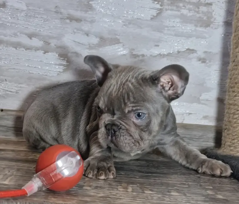 Французский бульдог в голубом окрасе