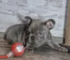 Французский бульдог в голубом окрасе - Вся Беларусь - 233469 - Доска объявлений Kupika.by