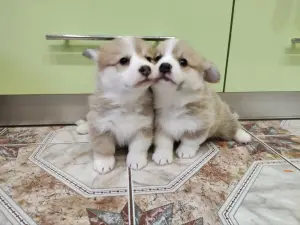 Продажа щенков корги