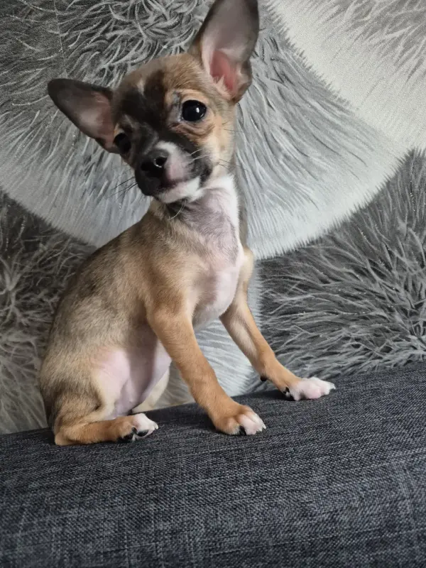 Щенок девочка чихуахуа