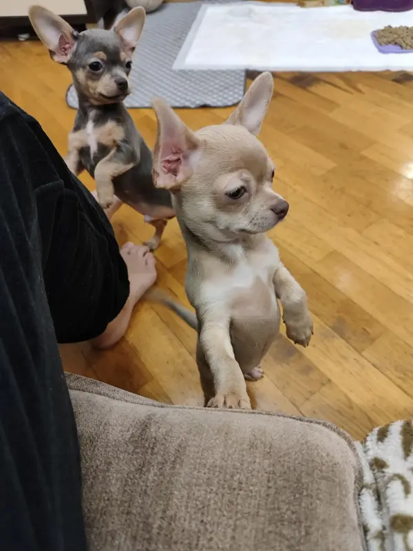 Собаки - Мальчик чихуахуа красивого окраса - Вся Беларусь - Фото 2 Мальчик чихуахуа красивого окраса - Вся Беларусь - 235222 - Доска объявлений Kupika.by - Фото 2