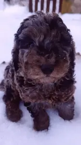 Пудель малыш редкого окраса