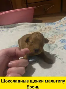 Бронь щенки мальтипу шоколадные