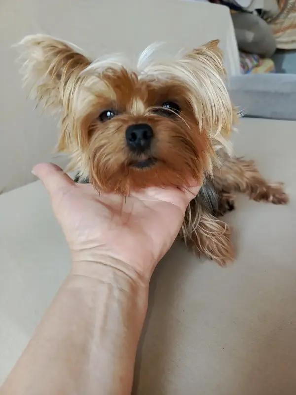 Собаки - Йоркширский терьер - Вся Беларусь Йоркширский терьер - Вся Беларусь - 234039 - Доска объявлений Kupika.by