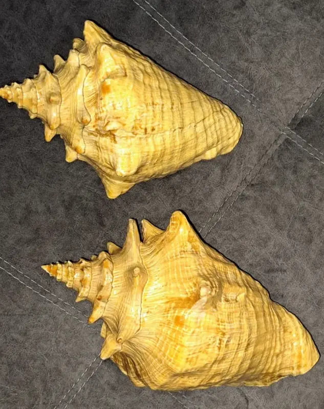 Ракушка большая, привезена с Кубы с Мексиканского залива - Вся Беларусь - 233176 - Доска объявлений Kupika.by - Фото 2