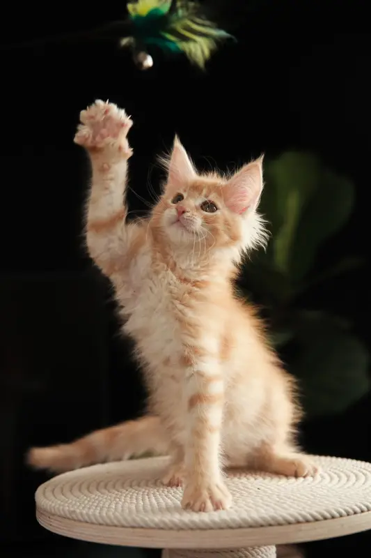 Девочка МЕЙН-Кун