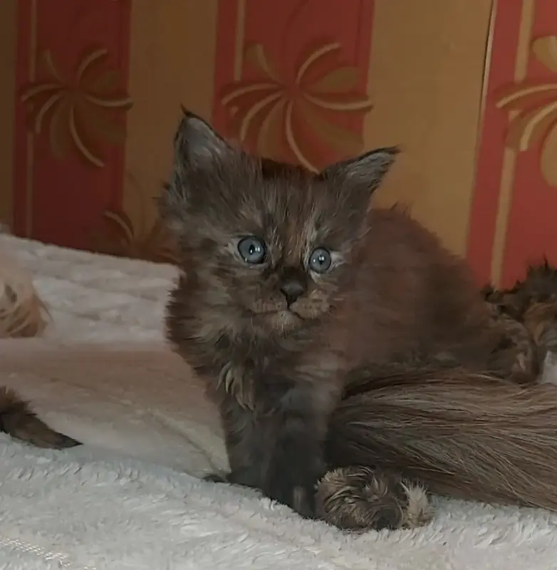 Мейн-кун девочки - Клецк - 233972 - Доска объявлений Kupika.by - Фото 9