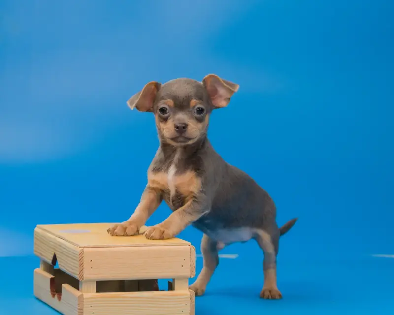 Собаки - Щенки чихуахуа - Вся Беларусь - Фото 5 Щенки чихуахуа - Вся Беларусь - 232950 - Доска объявлений Kupika.by - Фото 5