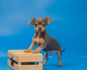 Щенки чихуахуа