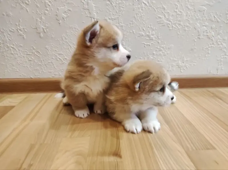 Собаки - Щенки корги - Вся Беларусь - Фото 5 Щенки корги - Вся Беларусь - 234797 - Доска объявлений Kupika.by - Фото 5