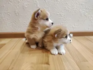 Щенки корги