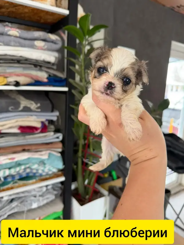 Миши щенки блюберри бебифейс