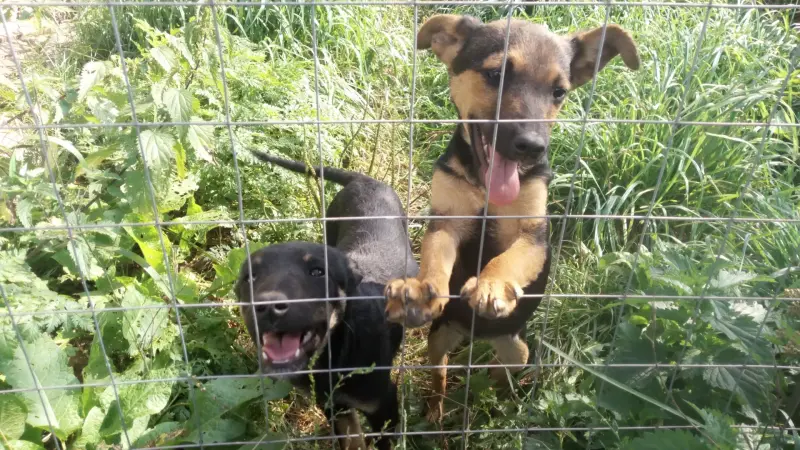 Щенок Элинской гончей