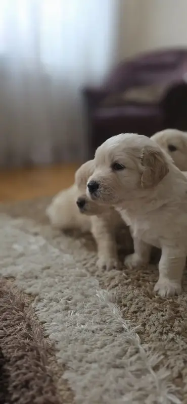 Щенки золотистого ретривера - Вся Беларусь - 233329 - Доска объявлений Kupika.by - Фото 2