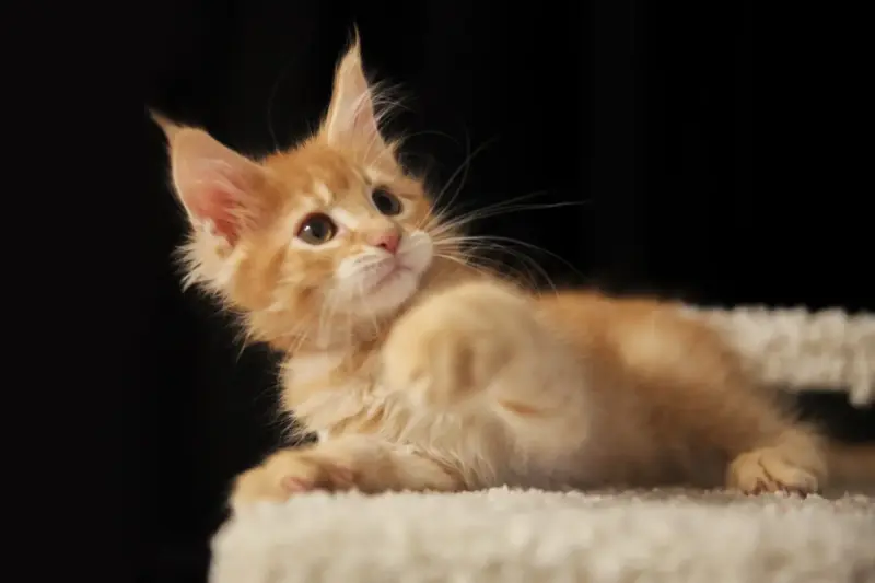 мальчик мейн-кун