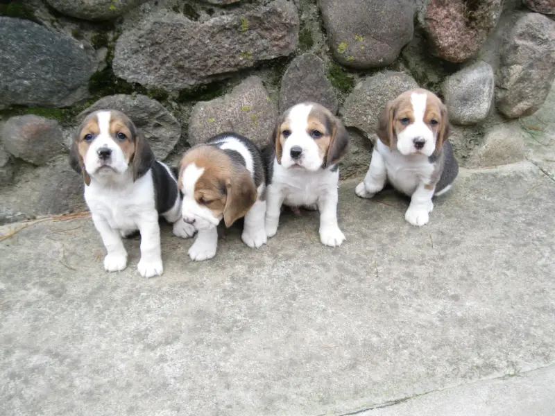 Продажа бигль - Вся Беларусь - 234823 - Доска объявлений Kupika.by - Фото 2