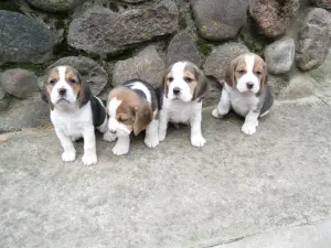 Продажа бигль