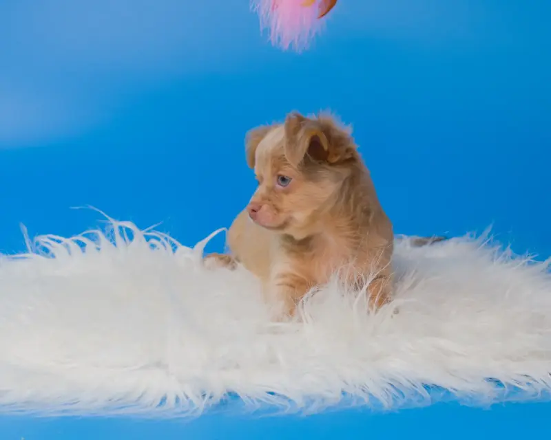 Собаки - Щенки чихуахуа - Вся Беларусь - Фото 12 Щенки чихуахуа - Вся Беларусь - 232950 - Доска объявлений Kupika.by - Фото 12