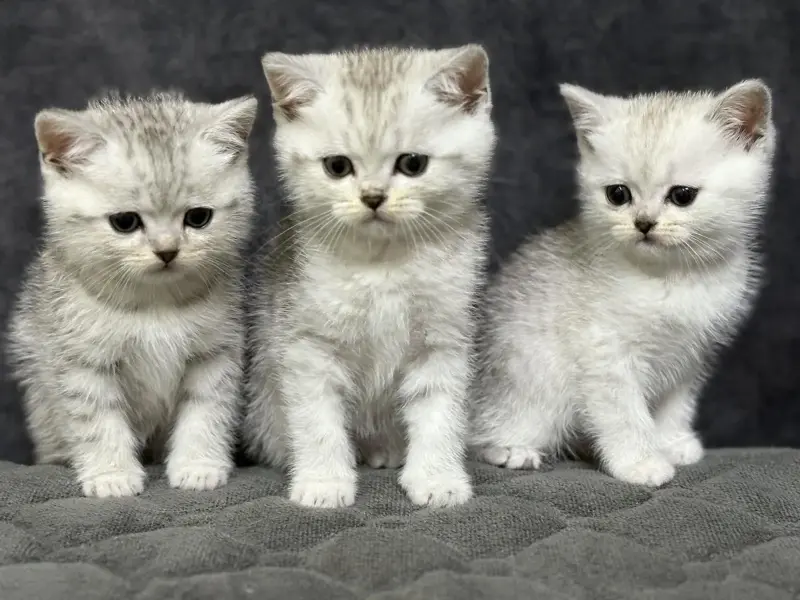 Продам шотландского котенка