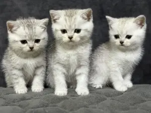 Продам шотландского котенка