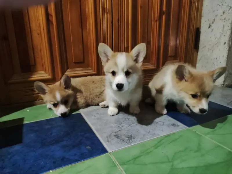 Корги - Вся Беларусь - 234801 - Доска объявлений Kupika.by - Фото 3