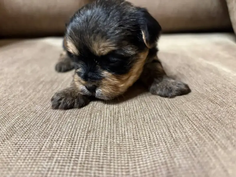 Собаки - Мини йоркширский терьер - Вся Беларусь Мини йоркширский терьер - Вся Беларусь - 234061 - Доска объявлений Kupika.by