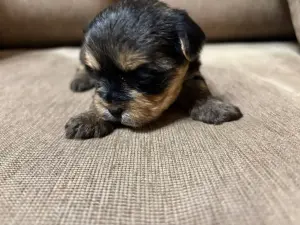 Мини йоркширский терьер