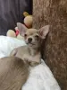 Собаки - Мальчик чихуахуа красивого окраса - Вся Беларусь - Фото 7 Мальчик чихуахуа красивого окраса - Вся Беларусь - 235222 - Доска объявлений Kupika.by - Фото 7