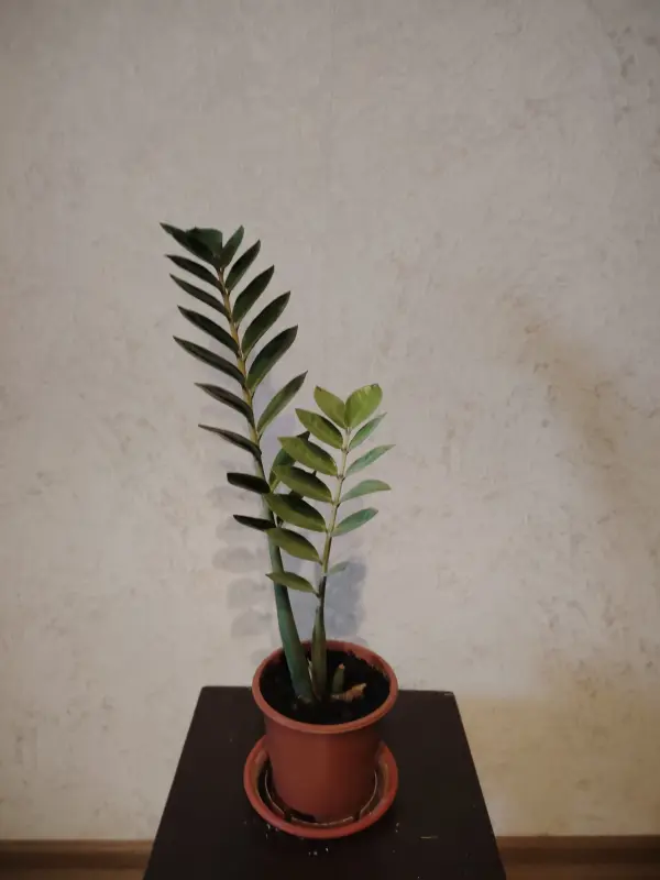 замиокулькас - Вся Беларусь - 232714 - Доска объявлений Kupika.by - Фото 2