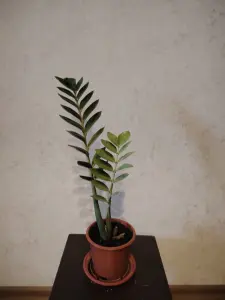 замиокулькас