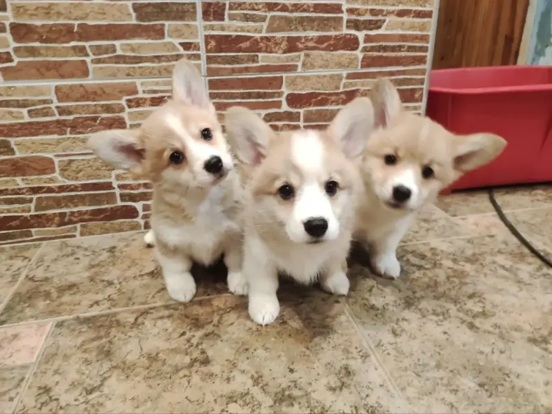 Щеночки корги - Вся Беларусь - 234800 - Доска объявлений Kupika.by - Фото 3