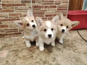 Щеночки корги