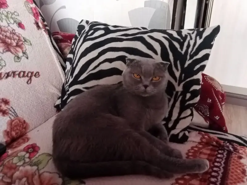 Шотландские котята - Вся Беларусь - 233451 - Доска объявлений Kupika.by - Фото 4