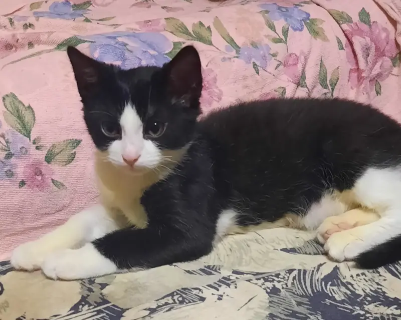 Кошки - Котёнок - Вся Беларусь Котёнок - Вся Беларусь - 233009 - Доска объявлений Kupika.by