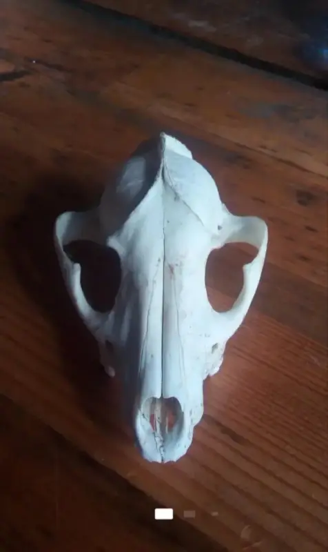 Чей черепок...