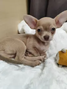 Мальчик чихуахуа красивого окраса