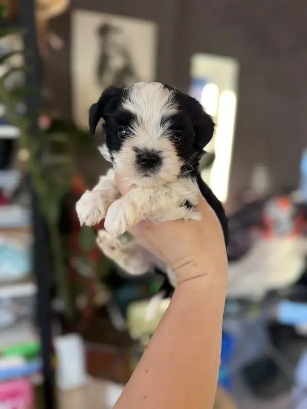 Собаки - Щенки бивер-йорк мини доставка - Вся Беларусь Щенки бивер-йорк мини доставка - Вся Беларусь - 233026 - Доска объявлений Kupika.by