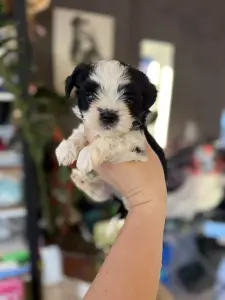 Щенки бивер-йорк мини доставка