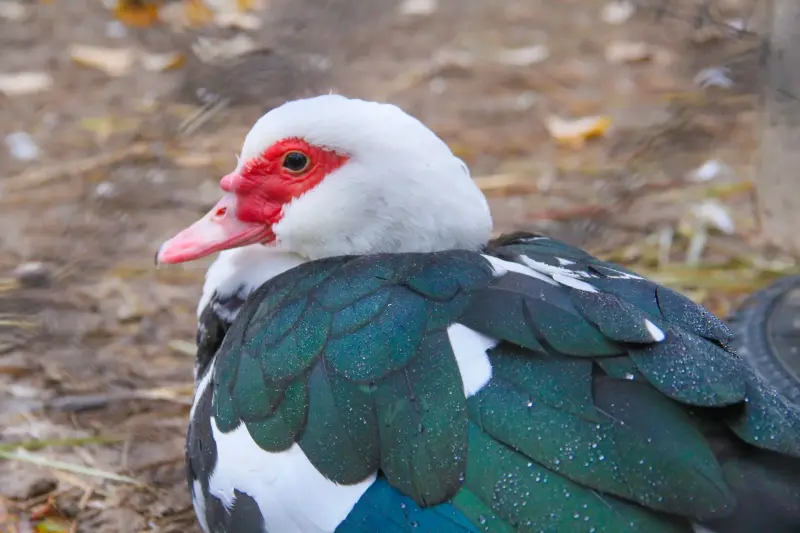Сельскохозяйственные животные - Мускусная утка (индоутка), линдовский гусь, итальянский гусь - Вся Беларусь - Фото 2 Мускусная утка (индоутка), линдовский гусь, итальянский гусь - Вся Беларусь - 232037 - Доска объявлений Kupika.by - Фото 2