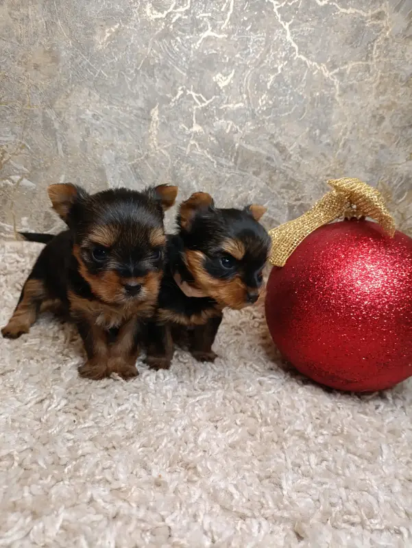 Собаки - Щенки Йорка, йоркширский терьер - Вся Беларусь - Фото 3 Щенки Йорка, йоркширский терьер - Вся Беларусь - 233961 - Доска объявлений Kupika.by - Фото 3