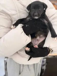 Щенки, щенок в дар!