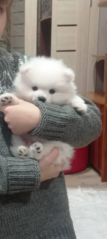 Померанские белоснежные шпицы