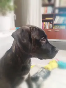 Продаю щенка