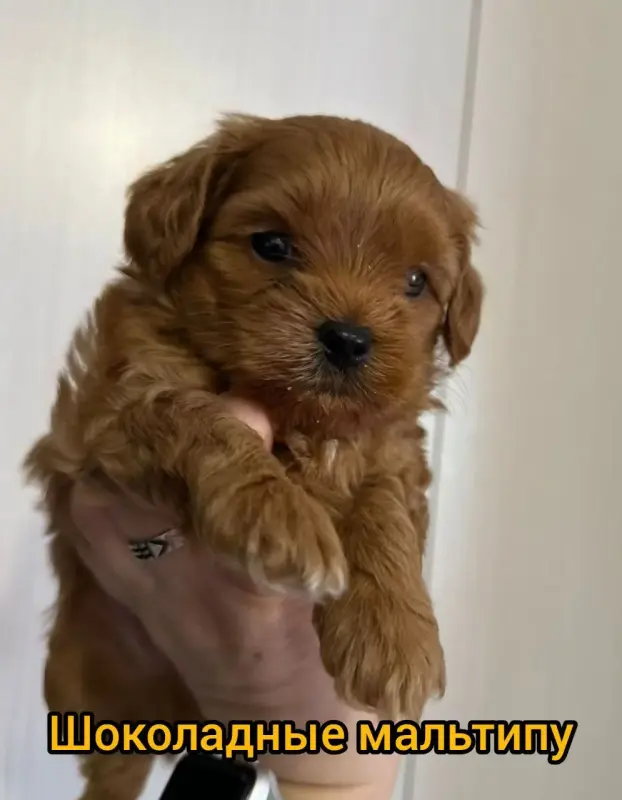 Щенки мальтипу шоколадные доставка
