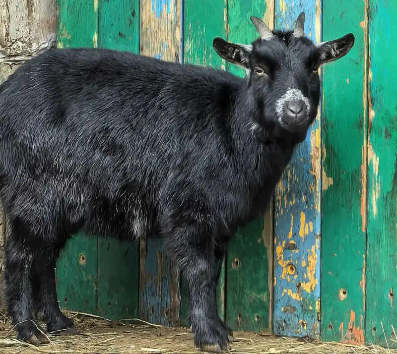 Камерунские козы - Вся Беларусь - 232035 - Доска объявлений Kupika.by - Фото 2