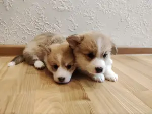 Щенки корги