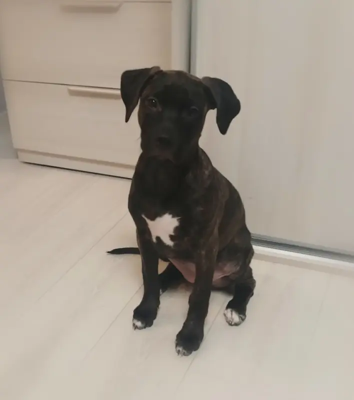 Собаки - Продаю щенка - Вся Беларусь - Фото 2 Продаю щенка - Вся Беларусь - 235103 - Доска объявлений Kupika.by - Фото 2