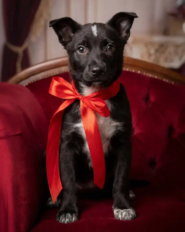 Собака Картошечка ищет дом - Уваровичи - 233835 - Доска объявлений Kupika.by - Фото 6