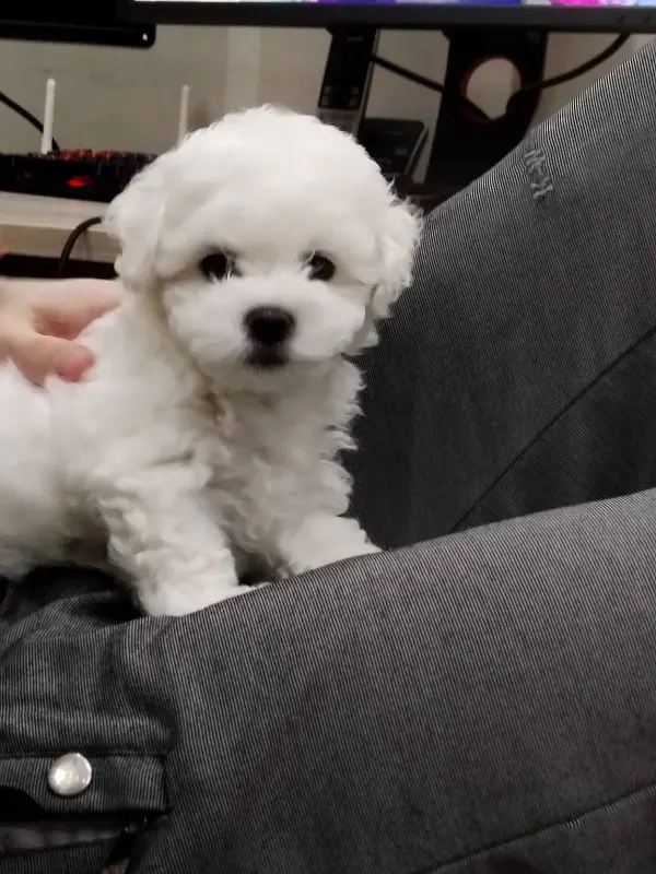 Щенки бишон-фризе - Вся Беларусь - 233654 - Доска объявлений Kupika.by - Фото 2