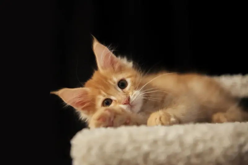 мальчик мейн-кун - Вся Беларусь - 232149 - Доска объявлений Kupika.by - Фото 6